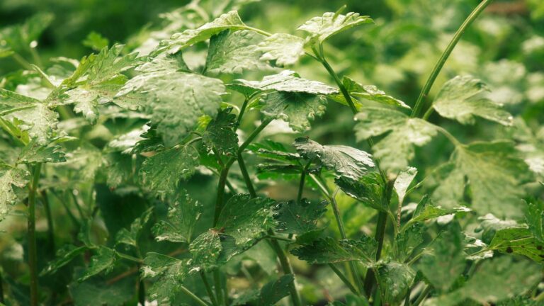 How to Identify Edible Plants Without Risking Your Life - Featured image