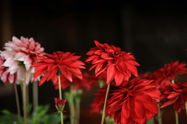 How to Overwinter Dahlias in a Cold Climate - Featured image