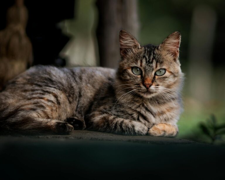 How to Read Cat Body Language Beyond the Tail - Featured image