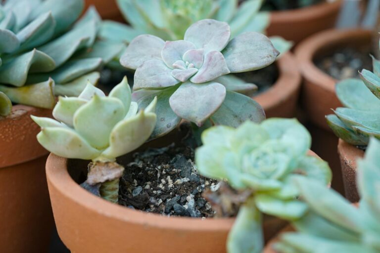 How to Save an Overwatered Succulent - Featured image