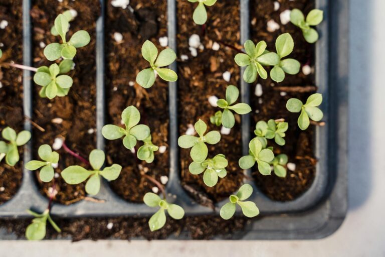 How to Start Seeds Indoors Without Grow Lights - Featured image