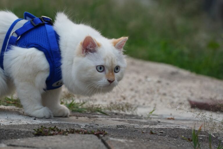 How to Train a Cat to Walk on a Harness - Featured image