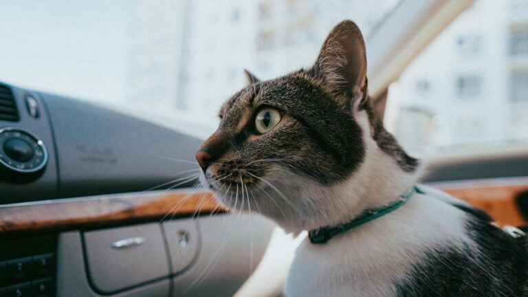 How to Travel With a Cat by Car Without Drama - Featured image