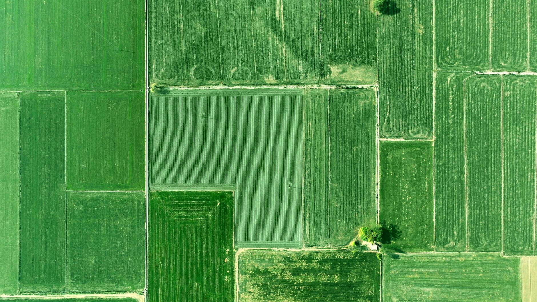 Kiwi Farms' Copyright Vulnerability and Other Cracks in the Shield