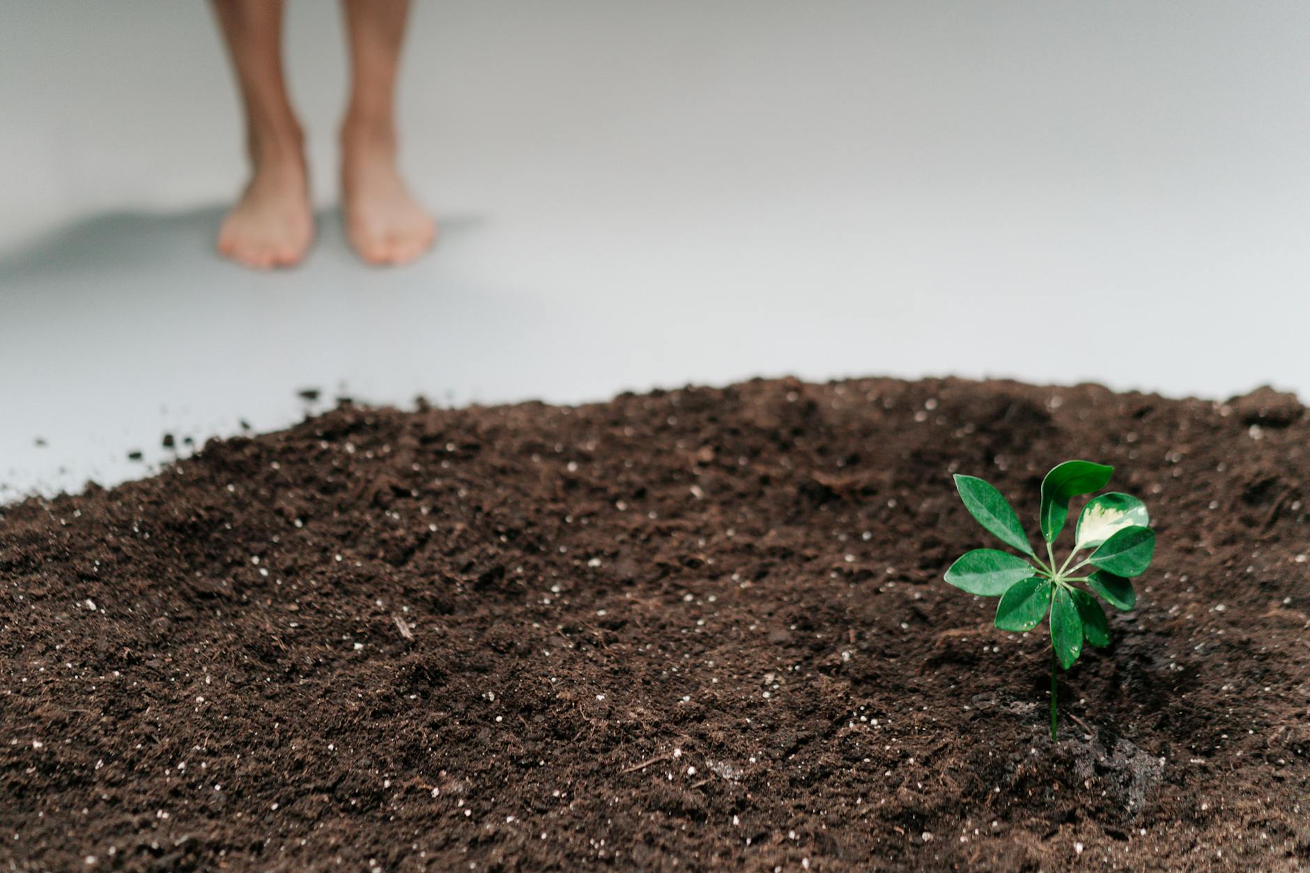 Light and Soil as Critical Revival Factors