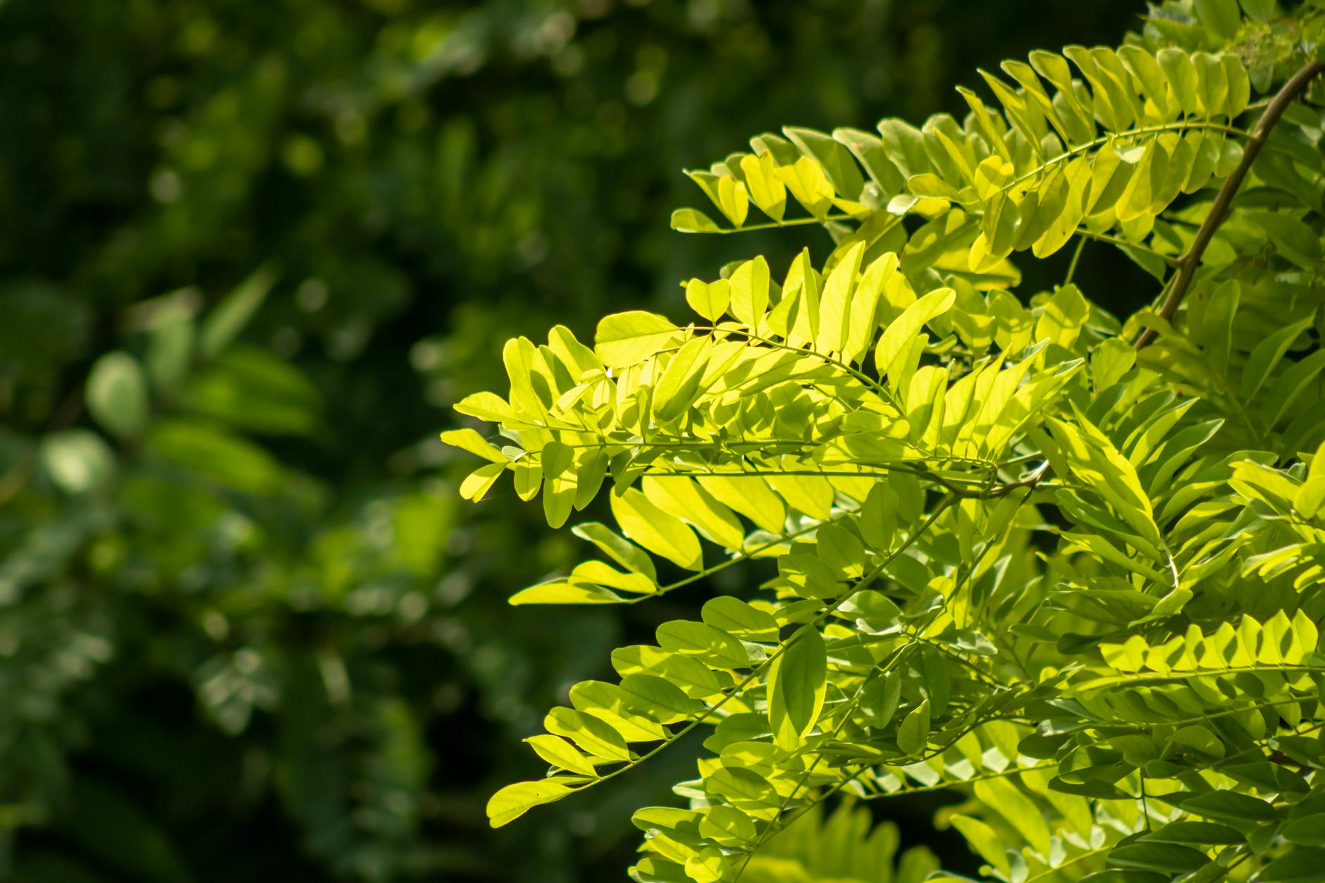 Light Changes and Photosynthetic Stress