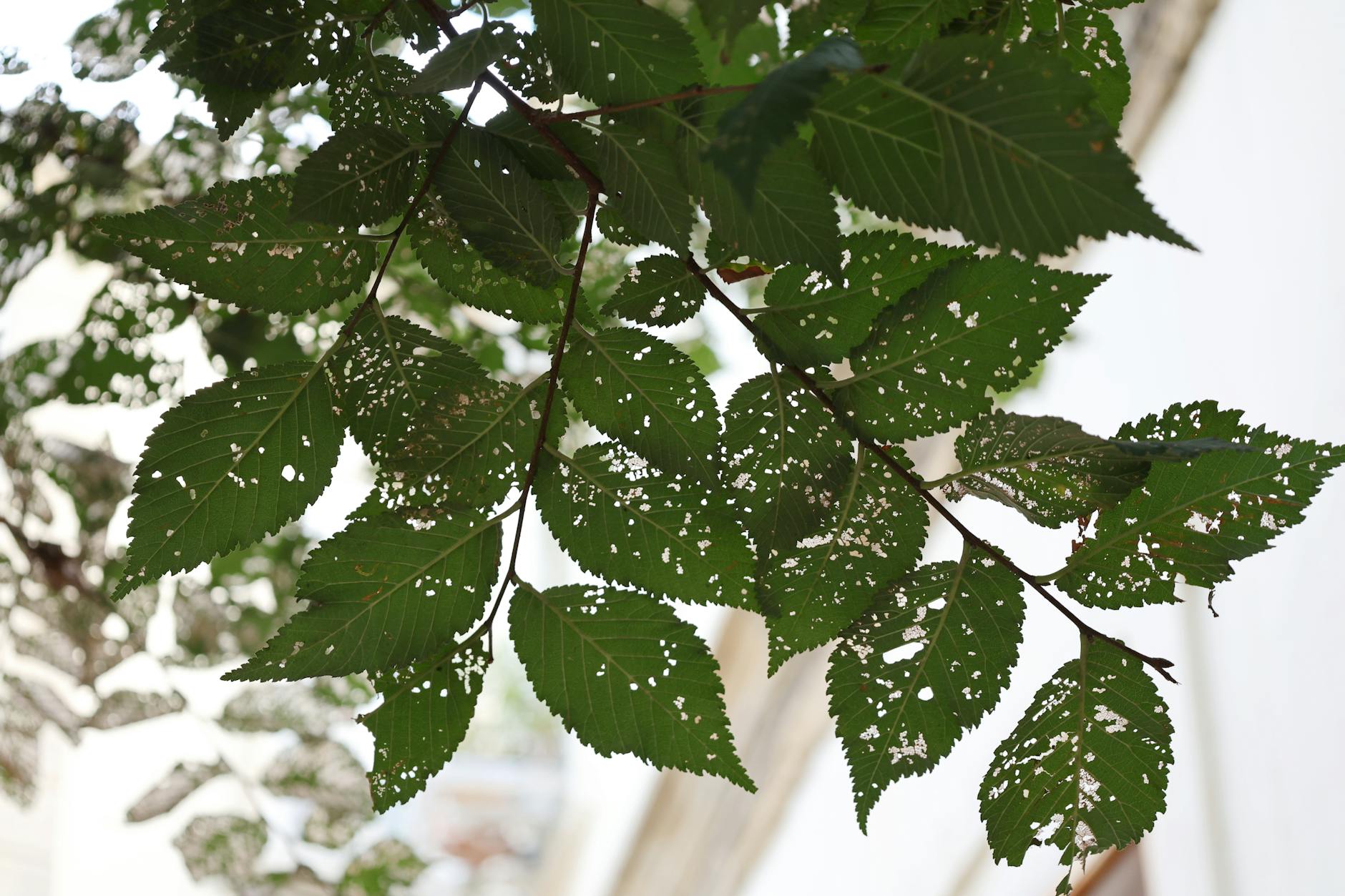 PEST AND DISEASE MANAGEMENT DURING DORMANCY
