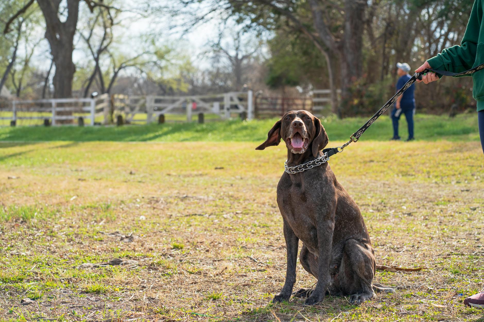 Progressive Indoor Training with the Leash