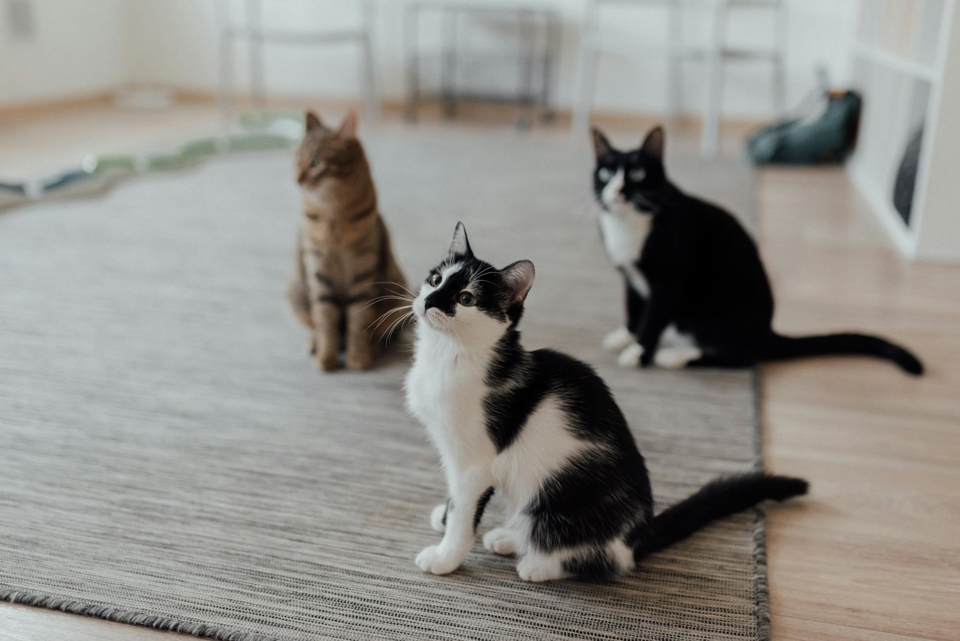 Respecting the Cat's Timeline—When to Introduce New People and Expand Access