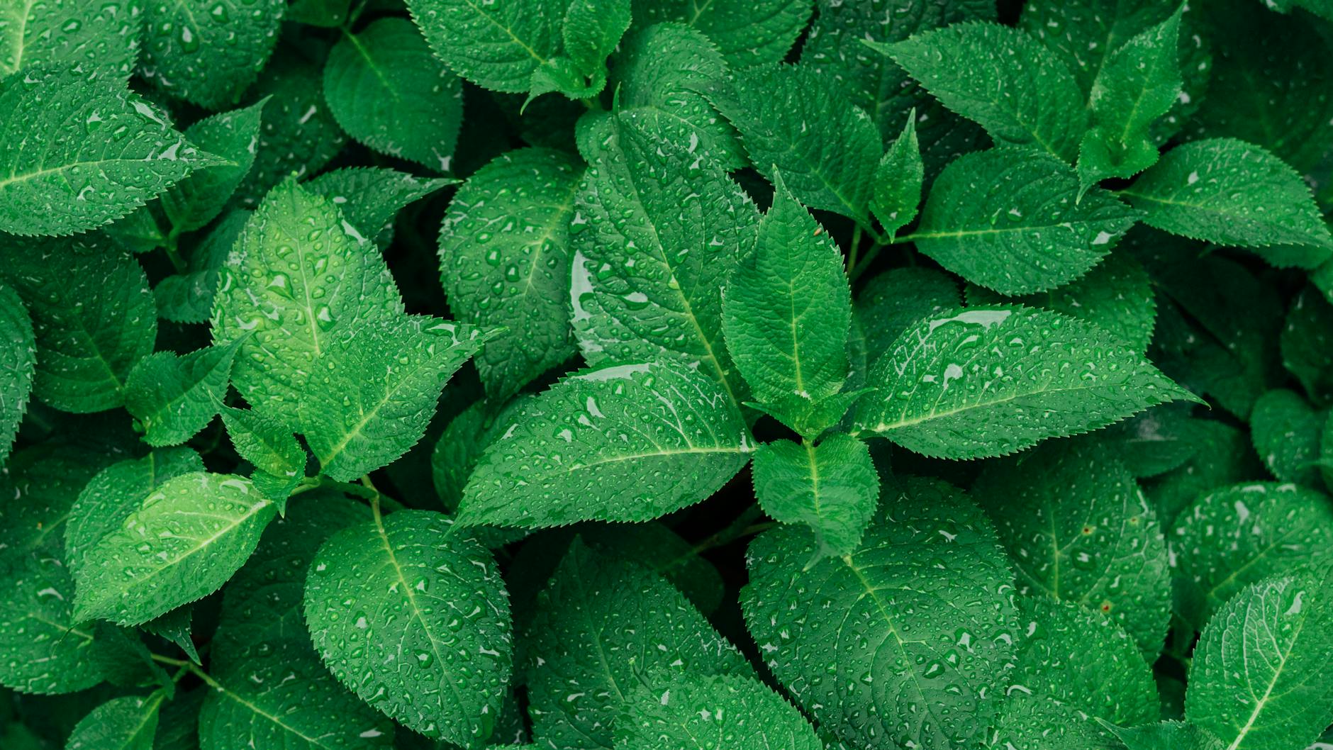 Root Zone Hydration and Plant Health During Bottom Watering