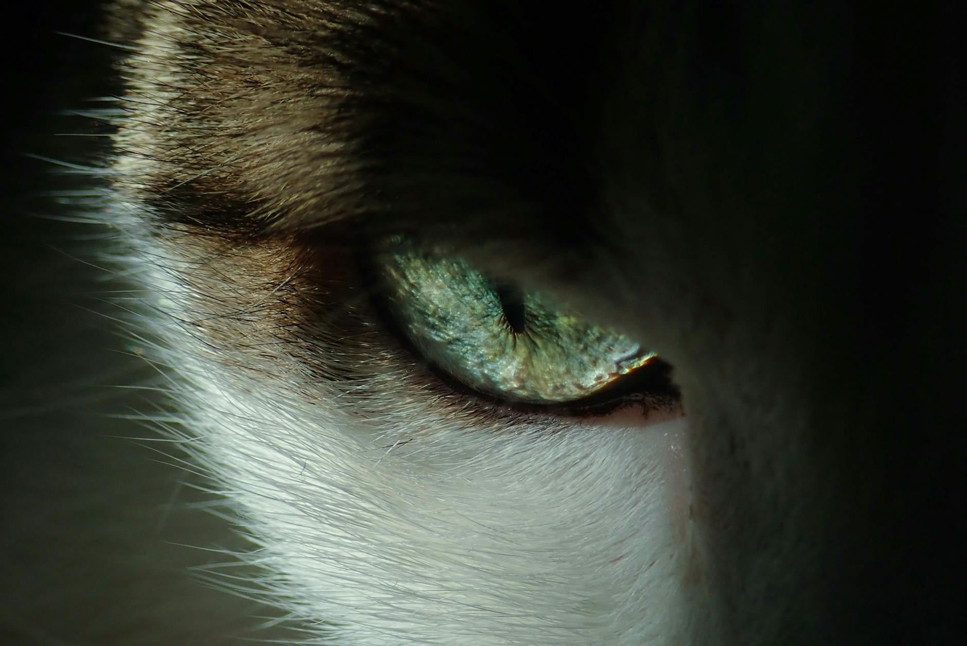 The Science Behind Cat Eye Contact and Slow Blinking