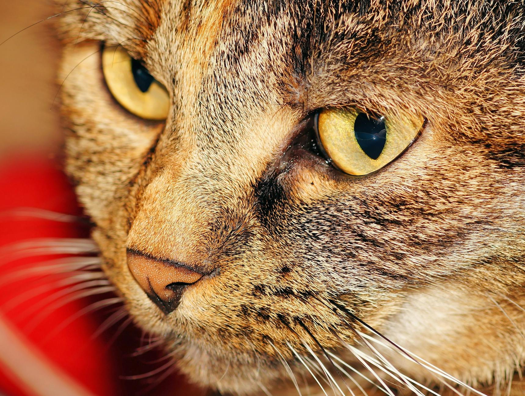 What Do Cats Need to Travel Safely by Car?