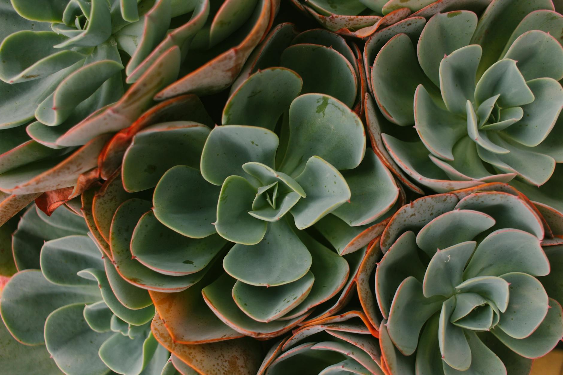 What Does an Overwatered Succulent Look Like?
