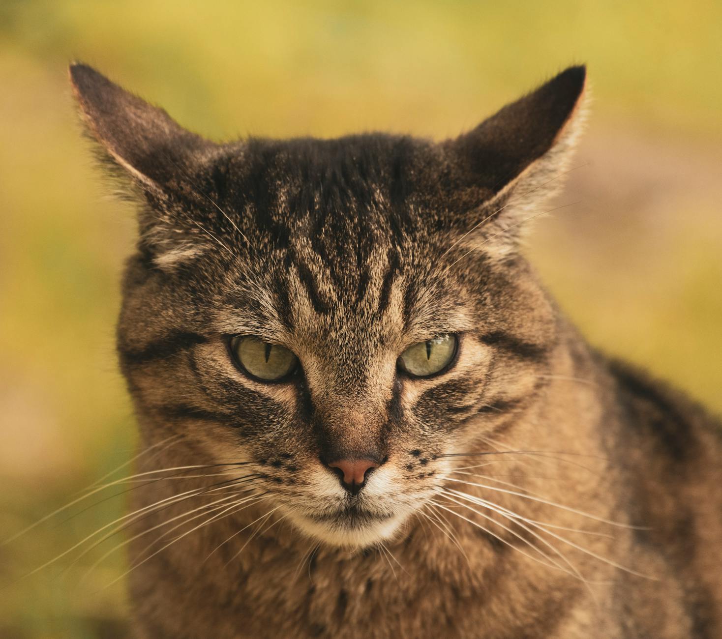 What Does Cat Ear Position Tell You About Their Emotional State?