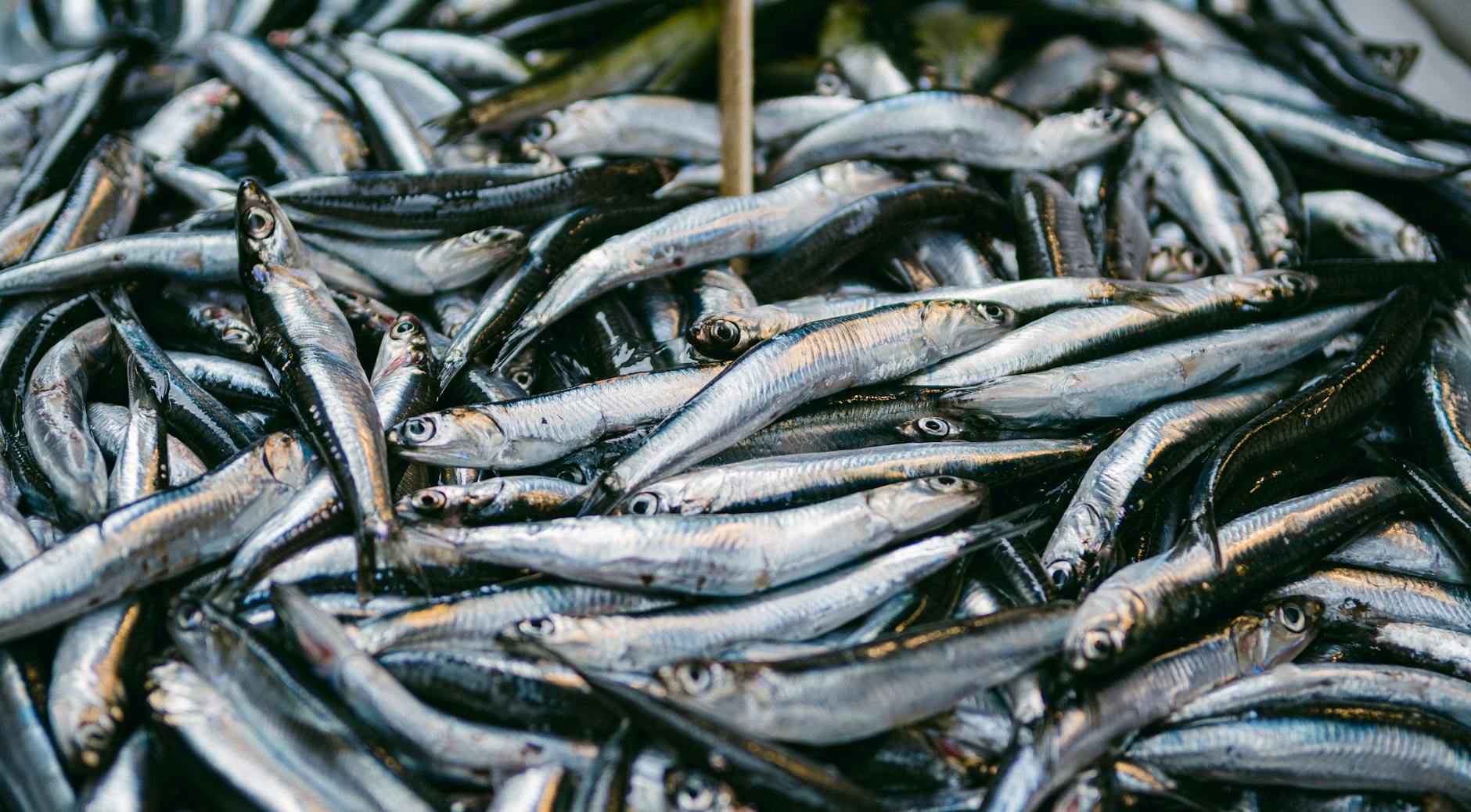 What Makes Anchovies Dissolve So Completely Into Sauces?