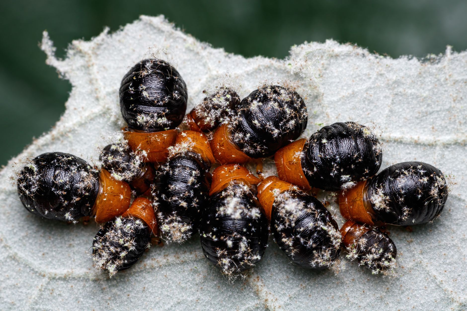 What Makes Mealybugs the Primary Source of Sticky Plant Surfaces