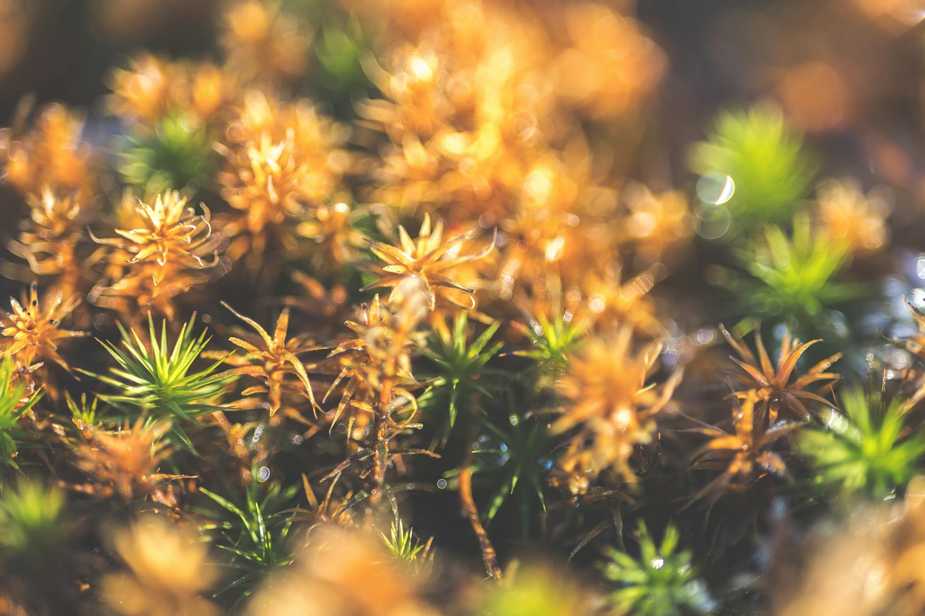 What Makes Sphagnum Moss Superior for Starting Aroid Roots?