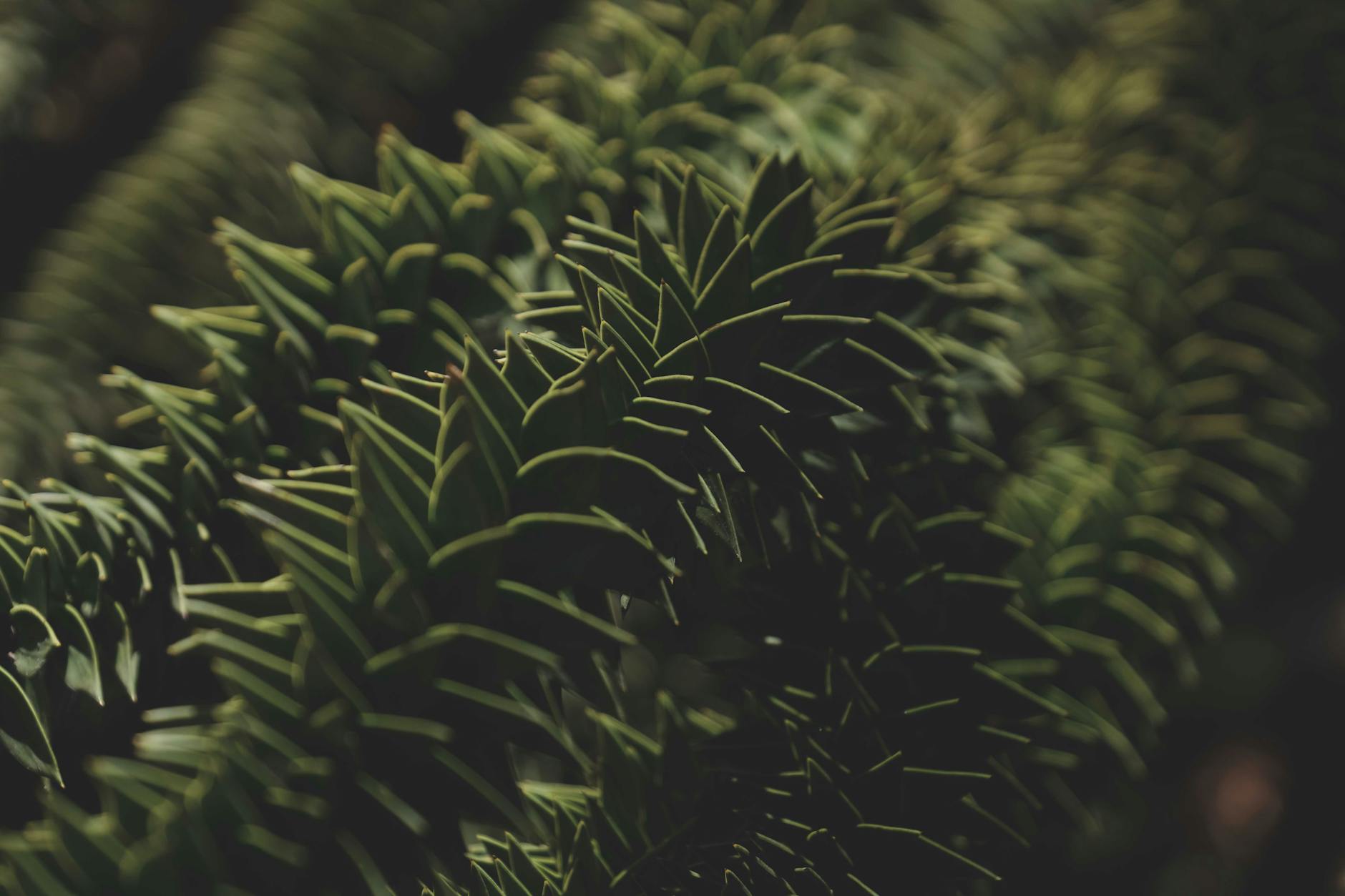 Which Plant Species Truly Benefit from Year-Round Pebble Trays?