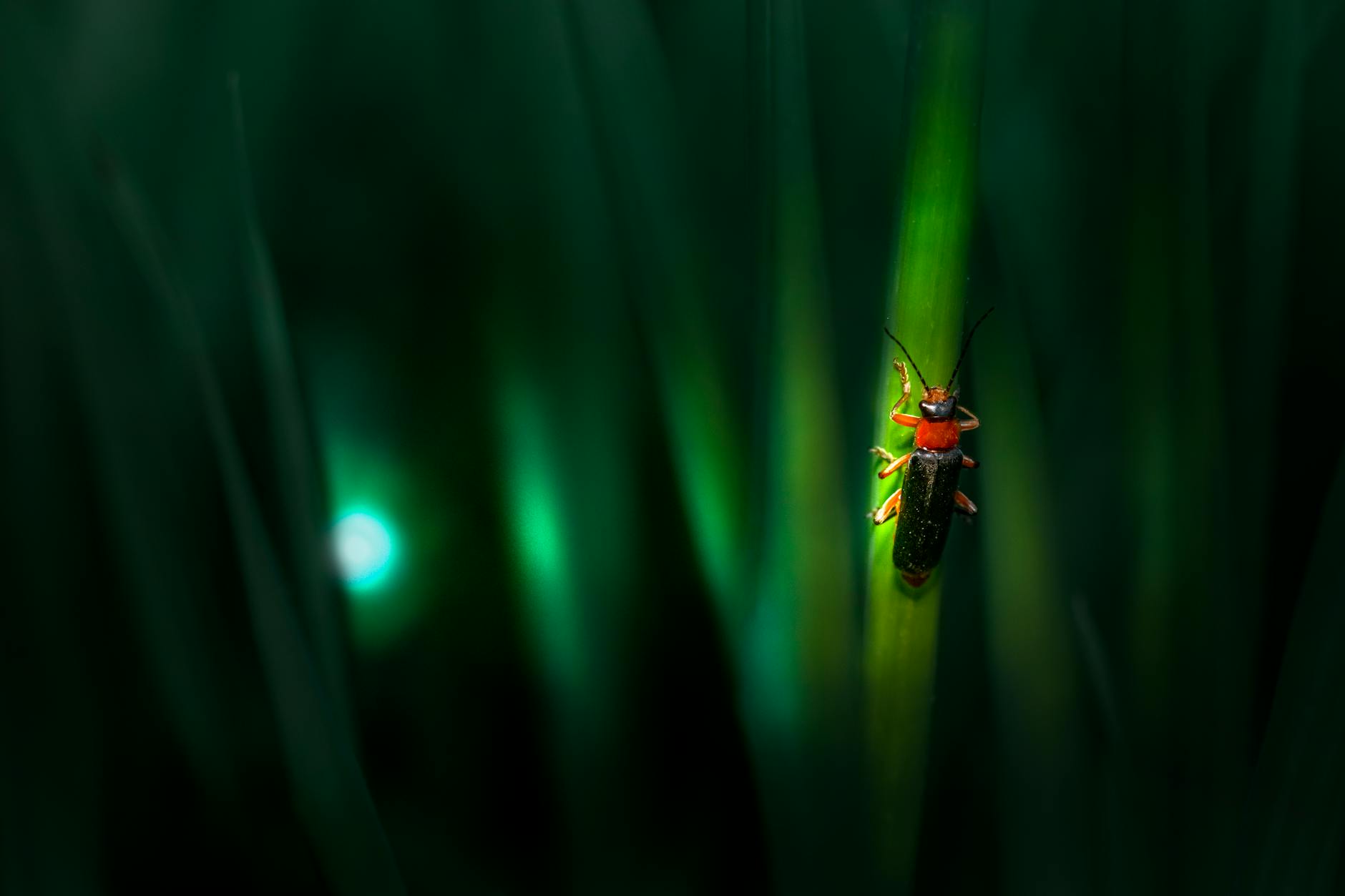 Why Adobe Firefly Dominates the AI Design Tool Landscape
