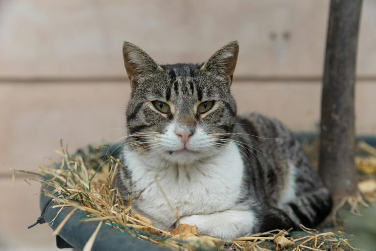 Why Adopting an Older Cat Is Easier Than Adopting a Kitten - Featured image