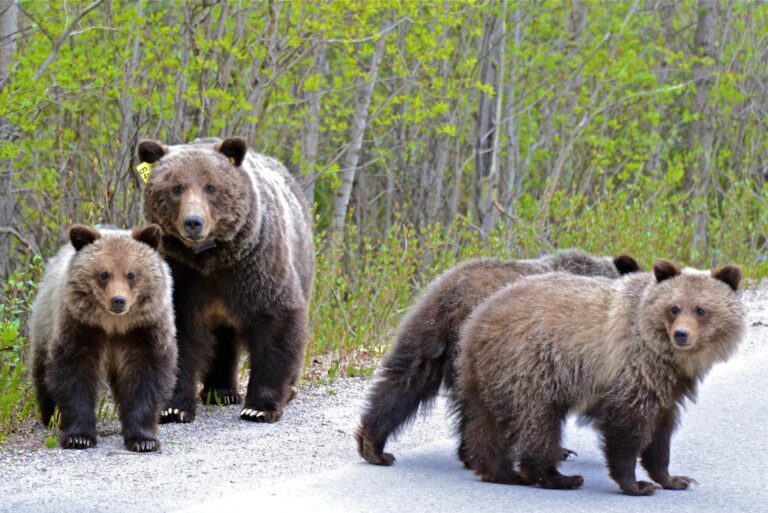 Why Bear Canisters Are Required in Some National Parks - Featured image