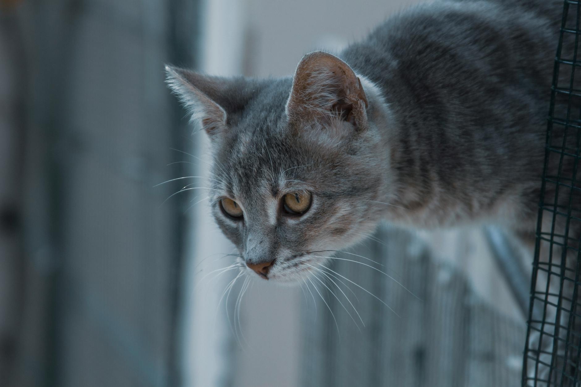 Why Does a Catio Make Sense for Small-Space NYC Living?