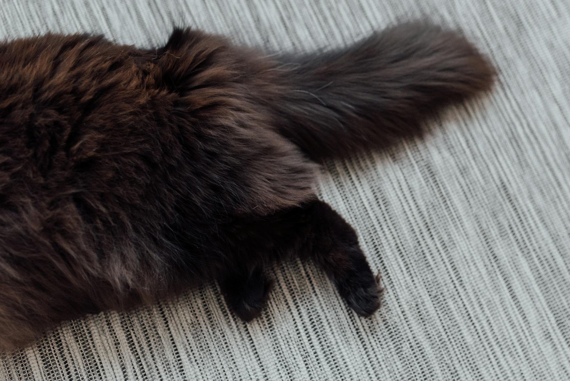 Why Does Cat Hair Stick So Persistently to Black Pants?