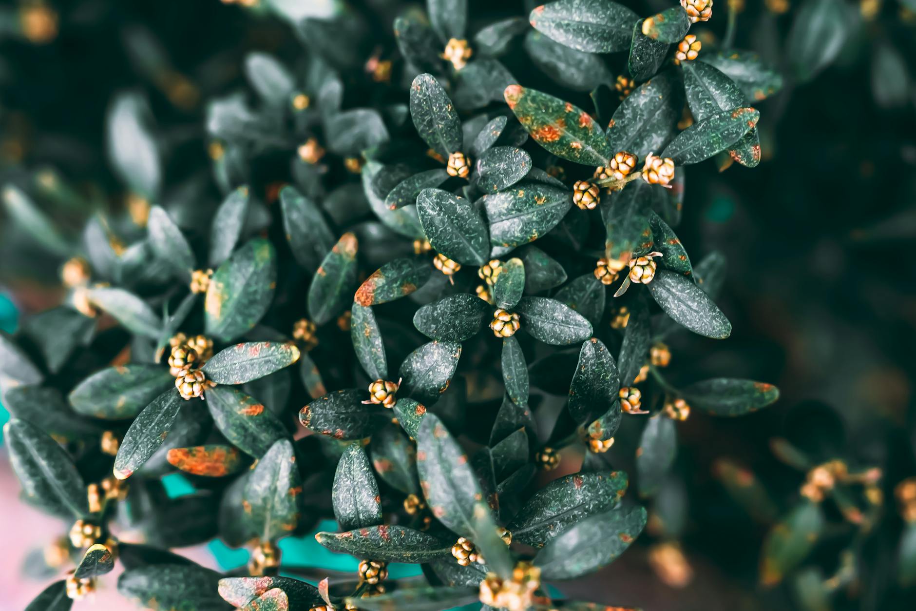 Why Does Watering Become Problematic When Plants Are In Drafts?