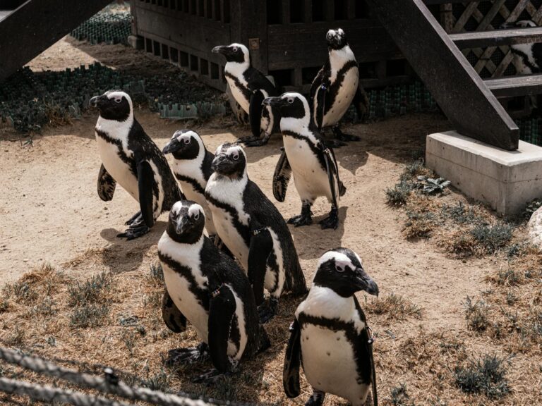 Why Google Penguin Is Mostly an Algorithm Update People Forgot - Featured image