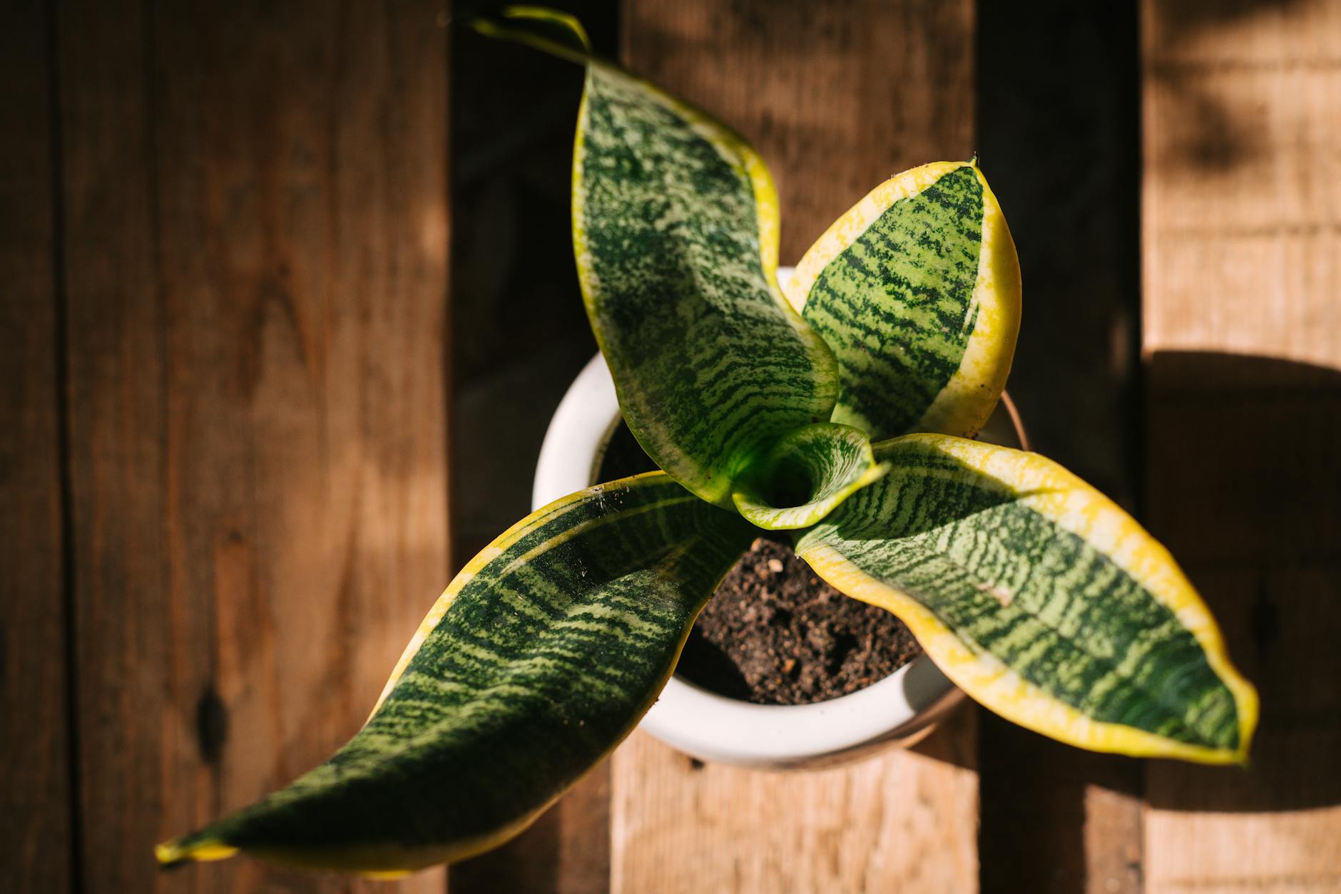 Why Is Your Snake Plant Completely Stalled?