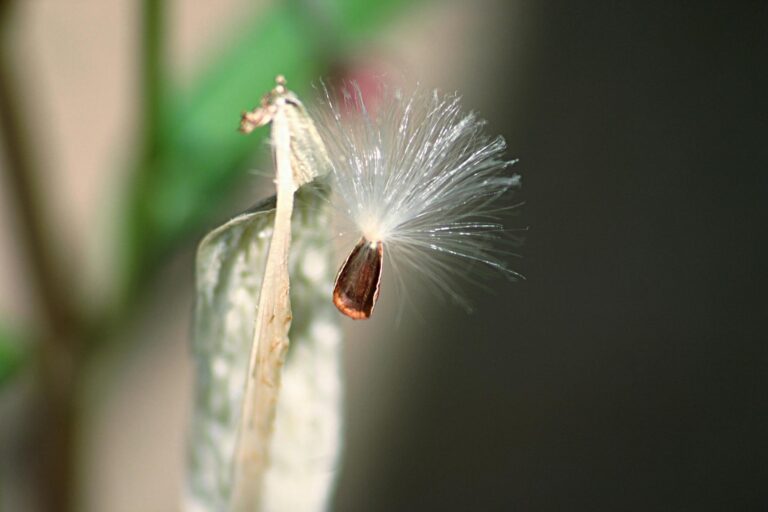 Why Milkweed Is Worth Tolerating in a Garden - Featured image