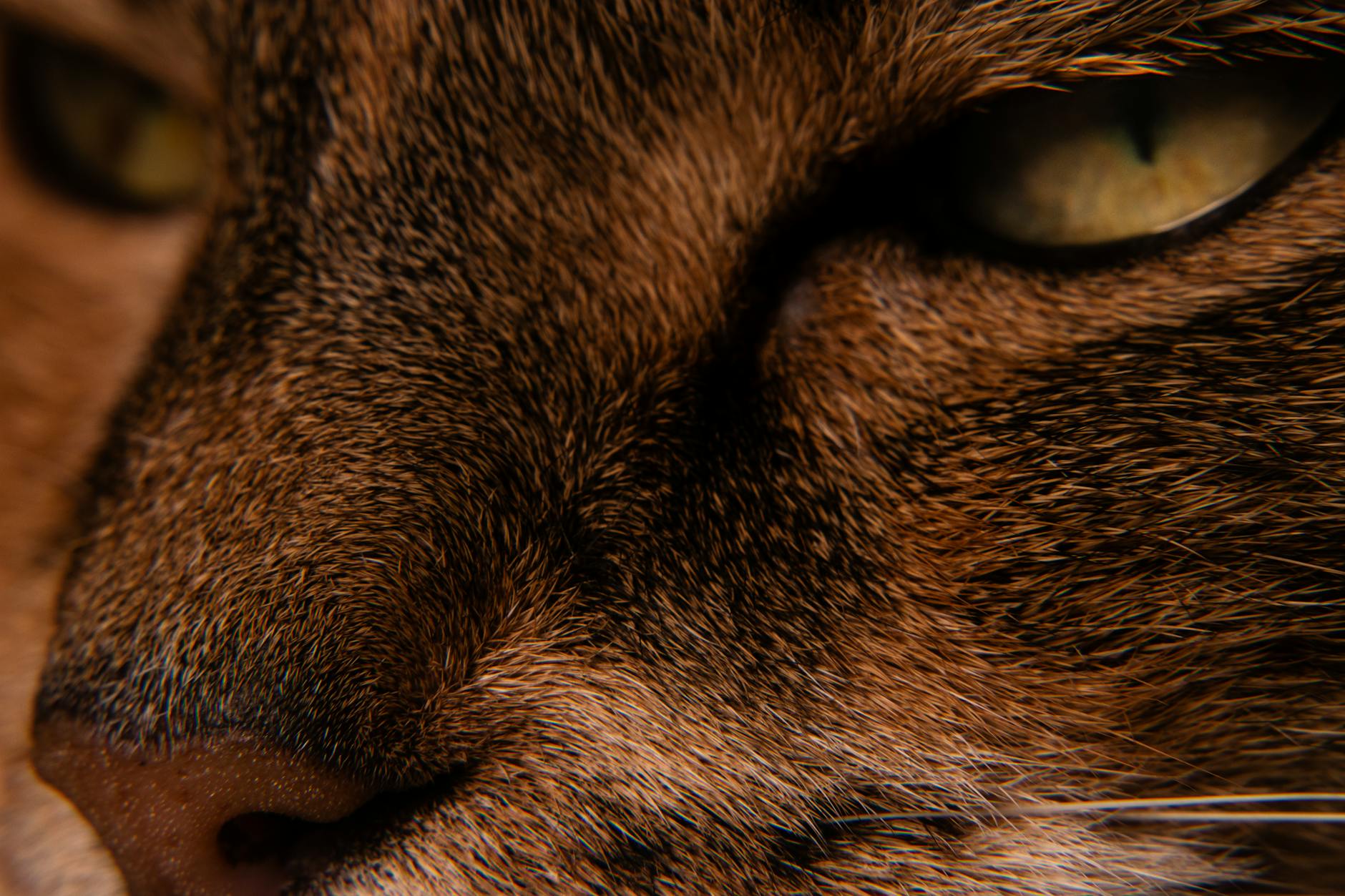 Why Older Cats Need Lower-Entry Litter Boxes