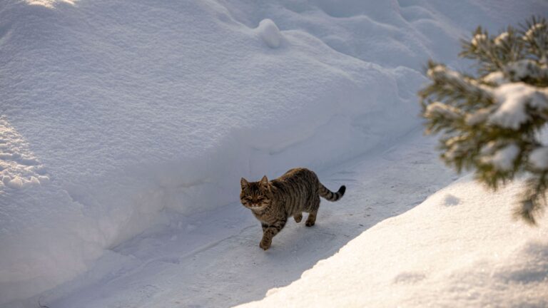 Why Outdoor Cats Should Always Be Microchipped - Featured image