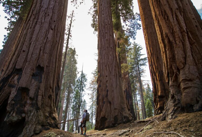 Why Sequoia National Park Is Less Crowded Than Yosemite Despite Bigger Trees - Featured image