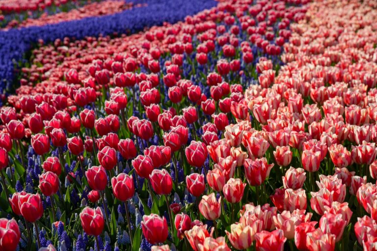 Why Some Bulbs Need a Cold Period to Bloom Properly - Featured image