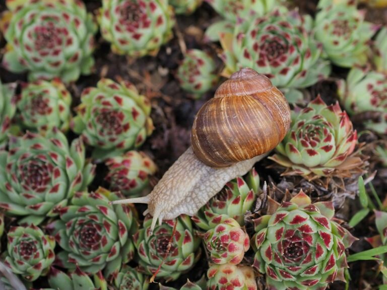 Why Some Plants Slow Way Down in Winter - Featured image