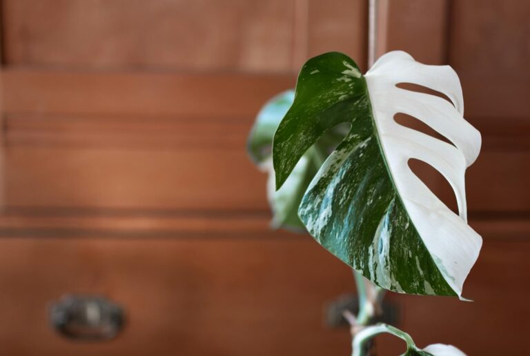 Why Variegated Plants Need More Light Than Solid Ones - Featured image
